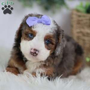 Daisy, Mini Bernedoodle Puppy